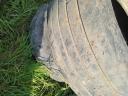 Trailer wheels - tyres for sale, exchangeable livestock firewood