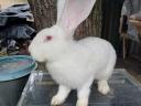 German giant rabbit for sale