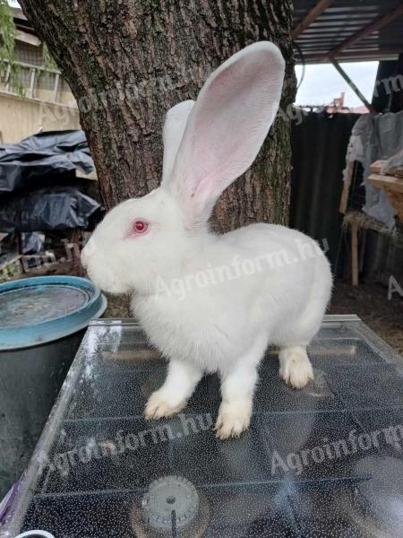 German giant rabbit for sale