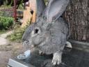 German giant rabbit for sale