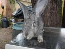 German giant rabbit for sale