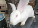 German giant rabbit for sale