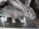 German giant rabbit for sale