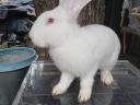 German giant rabbit for sale