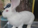 German giant rabbit for sale