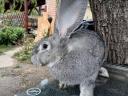 German giant rabbit for sale