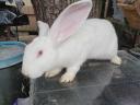 German giant rabbit for sale