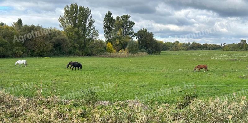 Konji za najem v Sósóskút Riding Stables