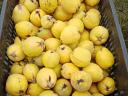 Quince for sale