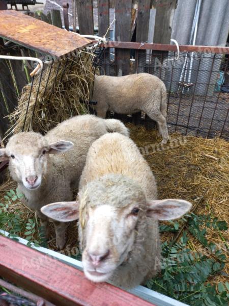 Sheep for sale