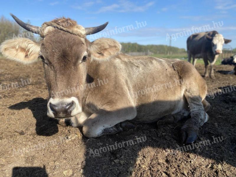 Karpati borzderes tehén (5 hónapos vemhes) elado