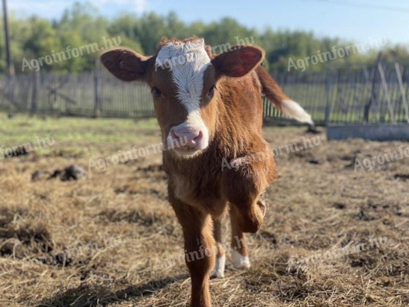 Magyar tarka / MT / szürke marha vegyes üszőborjú eladó