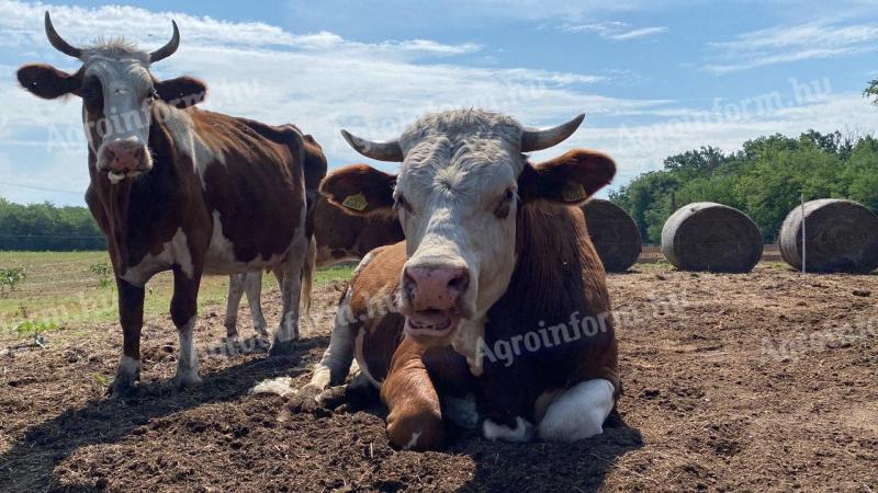 Magyar tarka bika 700 kg eladó