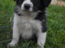 Border-Collie-Welpen