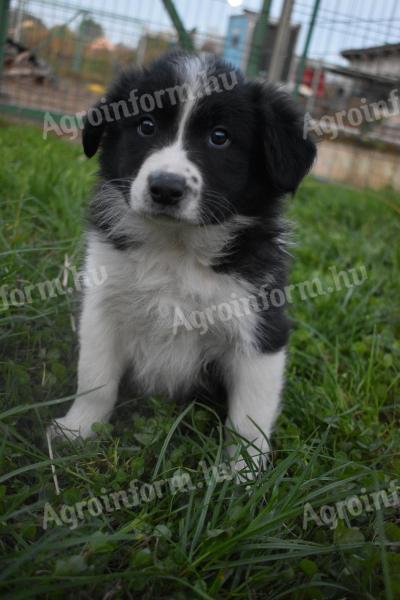 Border-Collie-Welpen