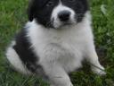 Border-Collie-Welpen