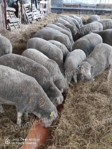 Belly merino sheep