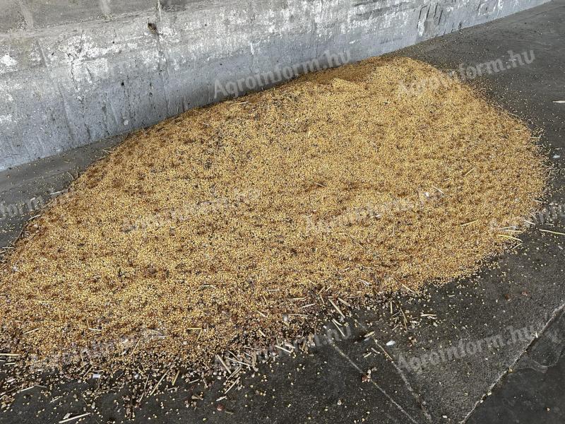 Maize with sunflower