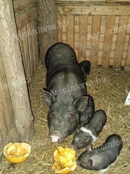 Tusk and wild boar combo for sale