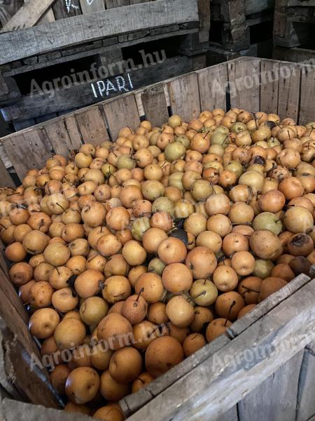 Nashi (Japanese) pears for mash for sale