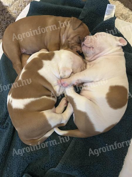 Welpen vom Typ American Staffordshire Terrier