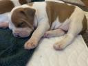 Welpen vom Typ American Staffordshire Terrier