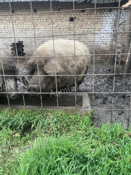 Pui porc Mangalica