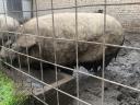 Mangalica kuřecí prase