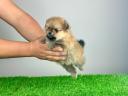 pedigree Pomeranian dwarf spitz puppy