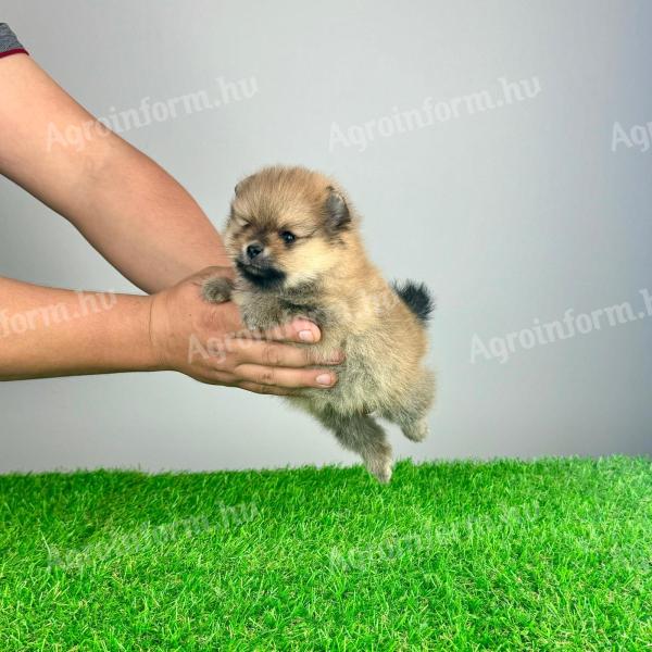 pedigree Pomeranian dwarf spitz puppy