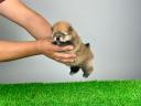 pedigree Pomeranian dwarf spitz puppy