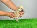 pedigree Pomeranian dwarf spitz puppy