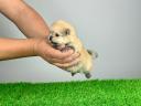 pedigree Pomeranian dwarf spitz puppy