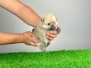 pedigree Pomeranian dwarf spitz puppy