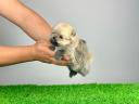 pedigree Pomeranian dwarf spitz puppy