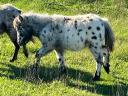 Extra schöne Miniponys in besonderen Farben