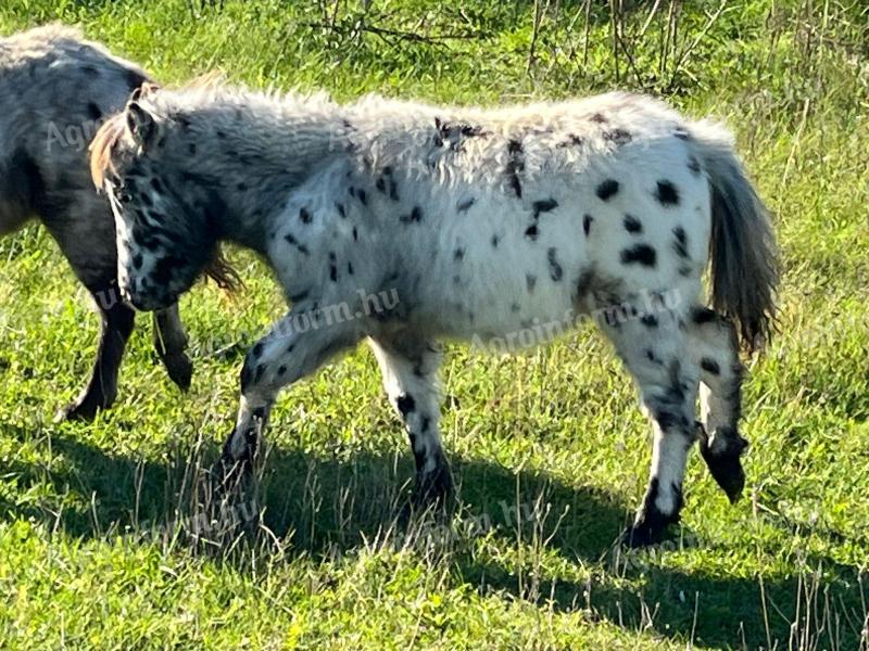 Extra schöne Miniponys in besonderen Farben