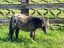 Extra nice mini ponies in special colours