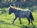 Extra nice mini ponies in special colours