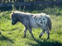 Extra nice mini ponies in special colours