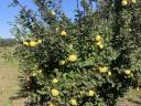 Quince action, from a producer in Kecskemét