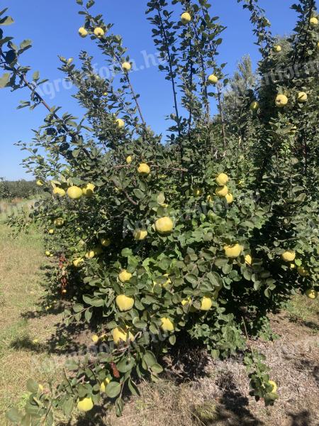 Quince action, from a producer in Kecskemét