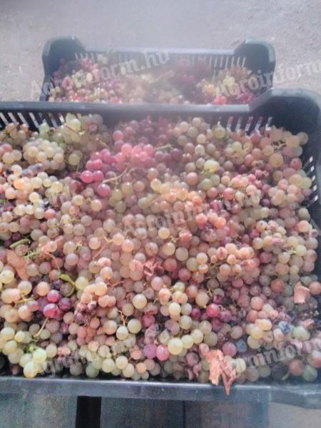 Wine grapes