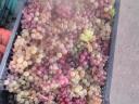 Wine grapes