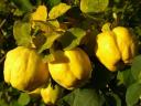 Quince for sale in Kecskemét