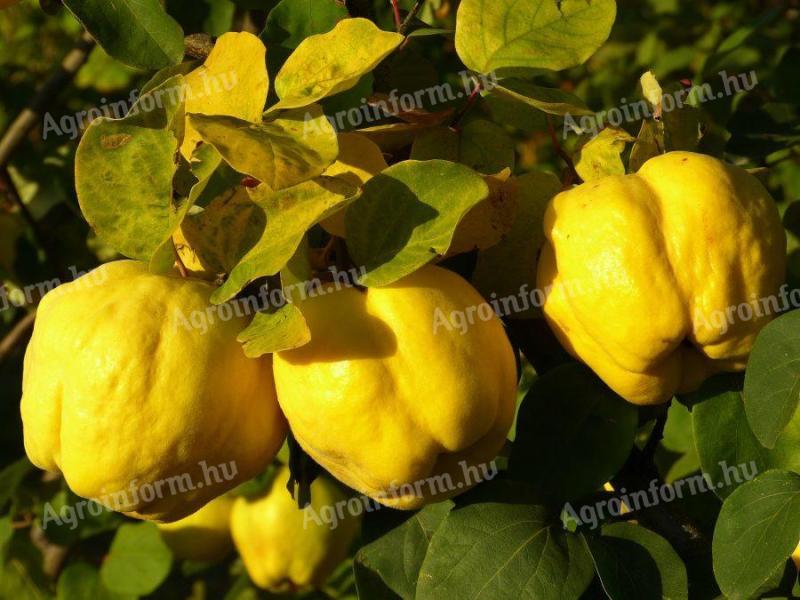 Quince for sale in Kecskemét