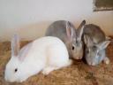 Domestic rabbit for sale