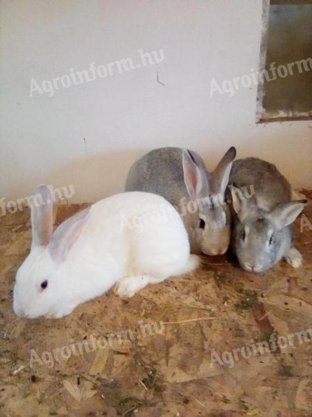 Domestic rabbit for sale