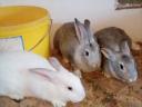 Domestic rabbit for sale