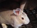 Domestic rabbit for sale